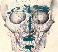 Skull 2